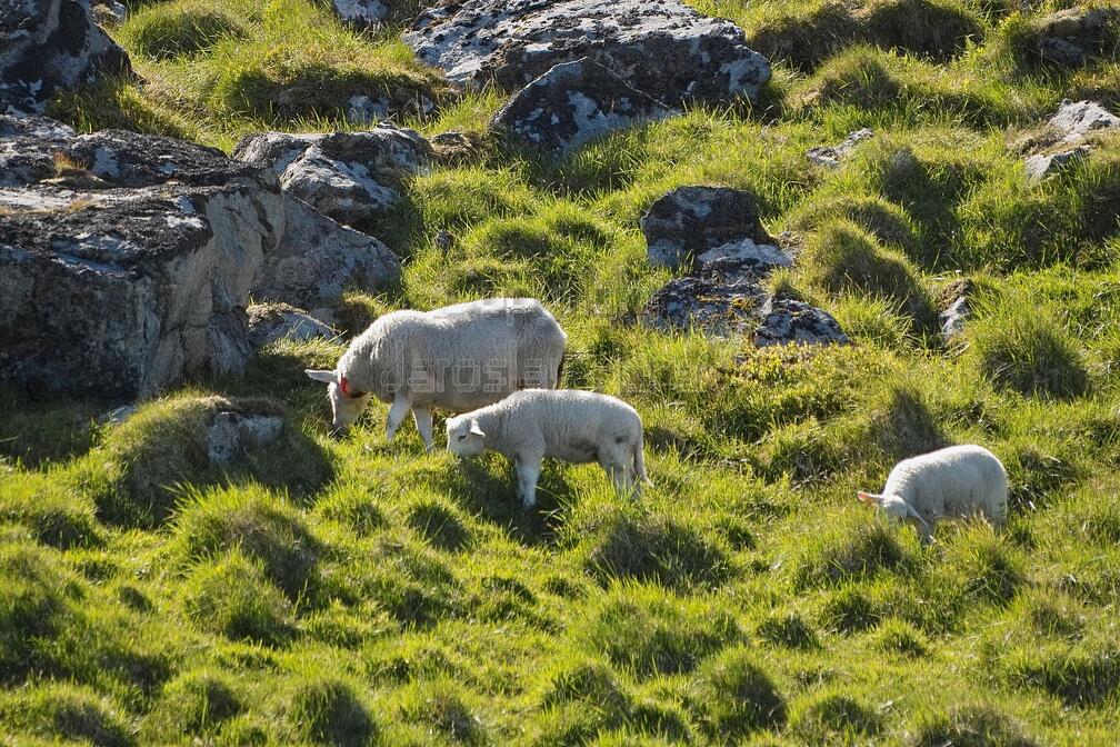 IMG24373 ovce na svazich Mulstotinden